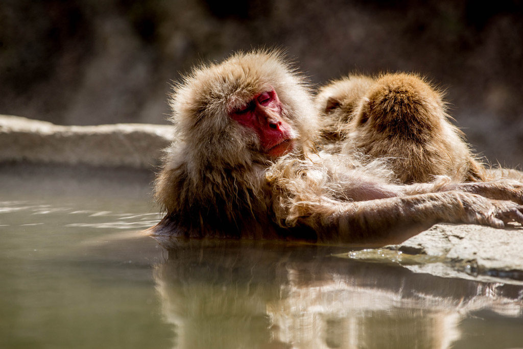 温泉で考えるお猿さん